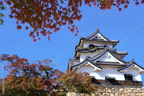 Hikone Castle on a clear autumn day with beautiful red maple leaves.