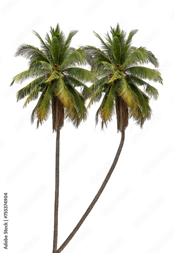 Fototapeta premium Tropical Coconut palm tree isolated on white background with clipping path.
