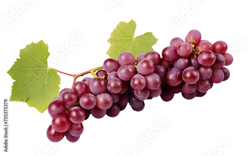 Grapes Bunch on Vine Isolated on Transparent Background PNG.