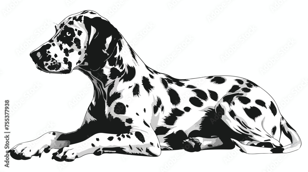Dog Dalmatian black and white drawing 