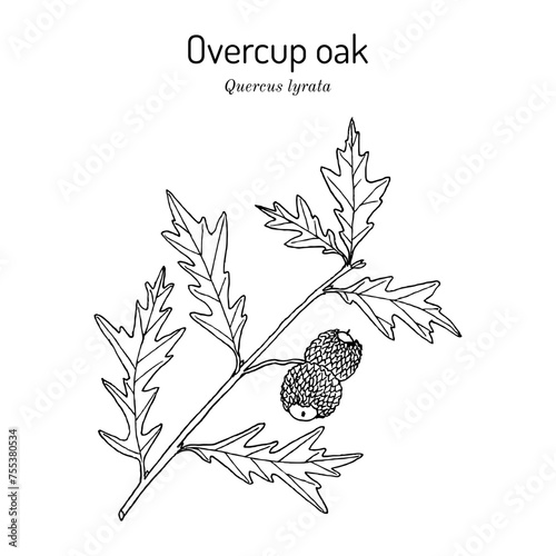 Overcup oak (Quercus lyrata), ornamental and medicinal plant
