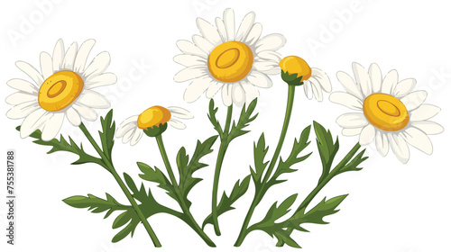 Chamomile head vector flat vector isolated on white background