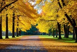 yellow leaves surrounding the trees in the park