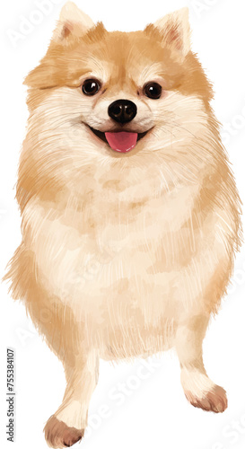 Pomeranian dog in vector format; Hand drawn dog illustration