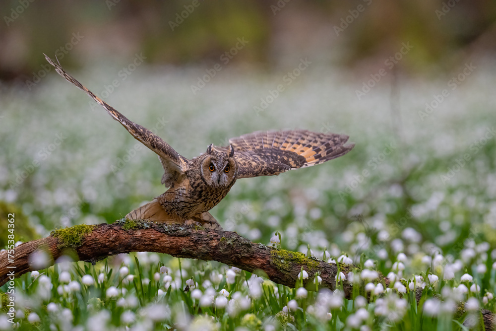 Long-eared owl, Asio otus, in the Spring snowdrops field