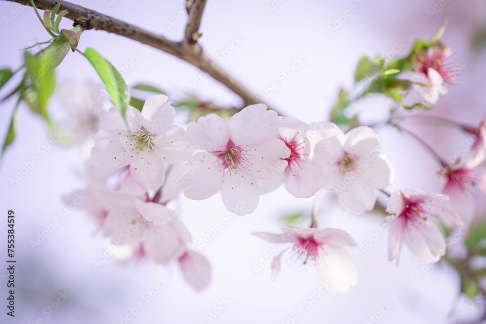 cherry blossom in spring time with soft focus and shallow depth of field