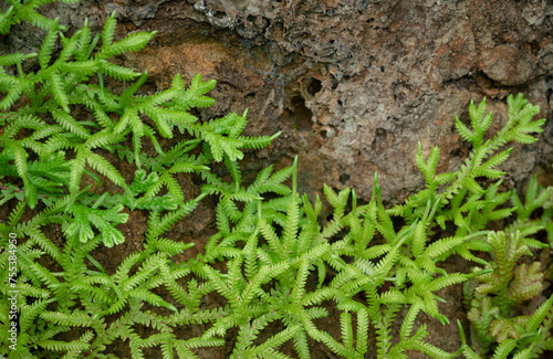 Natural background of small green fern leaves (Selaginella Fern) on the rock with natural light in the tropical garden.