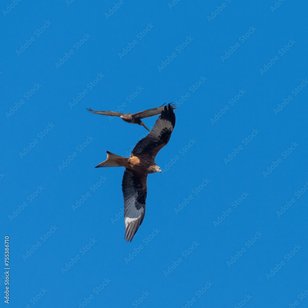 Meeting in the air red kite and common buzzard Meeting in the air red kite and common buzzard