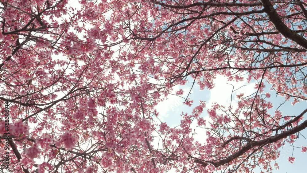 Cherry blossoms in full bloom swaying in the wind, blue sky Cherry blossoms in full bloom swaying in the wind, blue sky