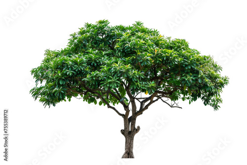 ripe green mangotree isolated on white background