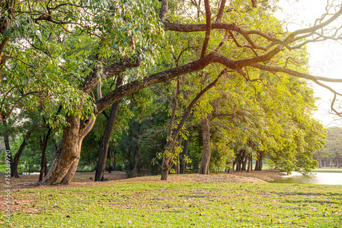 Many big trees at large urban public forest of Wachirabenchathat Park. It is also popularly called as Suan Rot Fai (State Railway Public Park) and is located in Chatuchak district, Bangkok, Thailand. photo