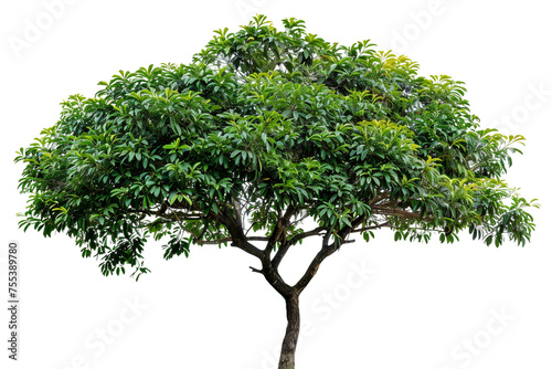 tropical mango tree isolated on white