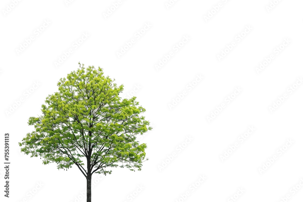 bushy tree isolated on white background bushy tree isolated on white background