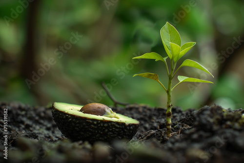 A small avocado seedling is planted in a rock. Concept of growth and new beginnings