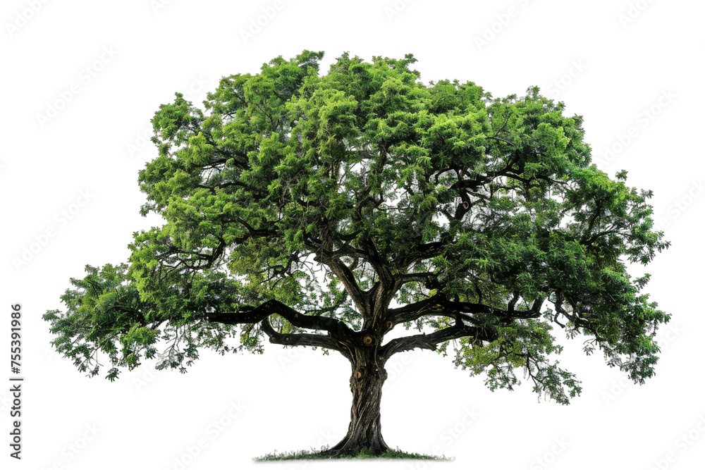 tree isolated on solid white background tree isolated on solid white background