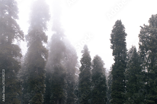 Fresh snowfall covered Gulmarg in the month of Janaury with Pine Trees covered with soft powder at the first station of Gondola. photo