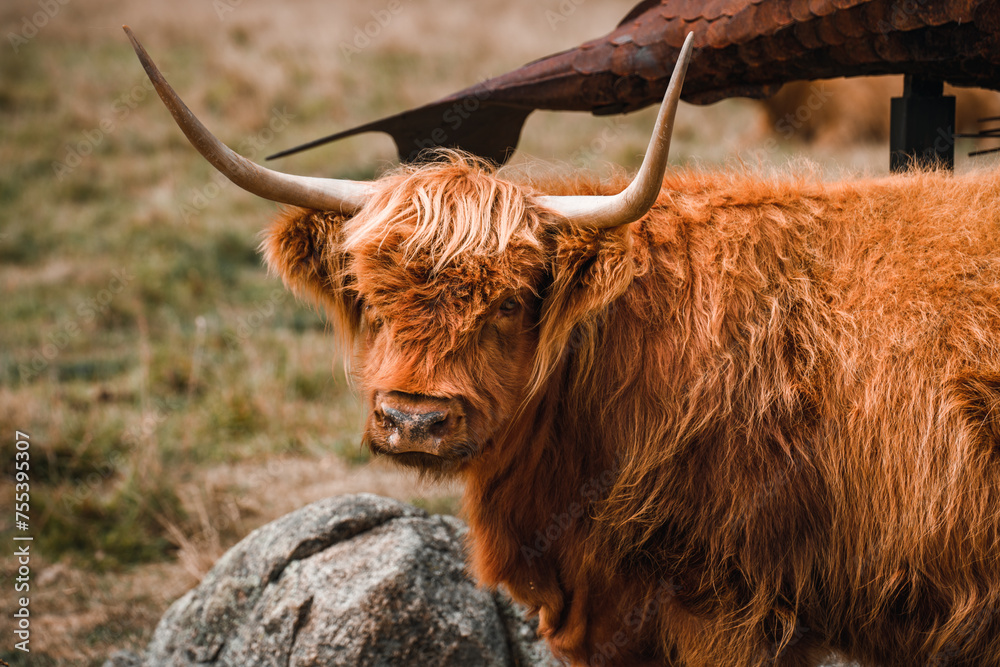 Highland Cows with horns in the country side