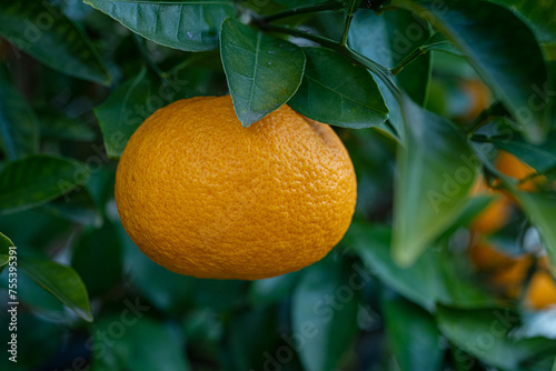 Wallpaper Mural jeju, orange, fruit Torontodigital.ca