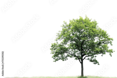 Nice green tree isolated on white