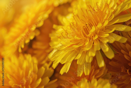 Vibrant yellow dandelions captured in exquisite detail  heralding the arrival of spring