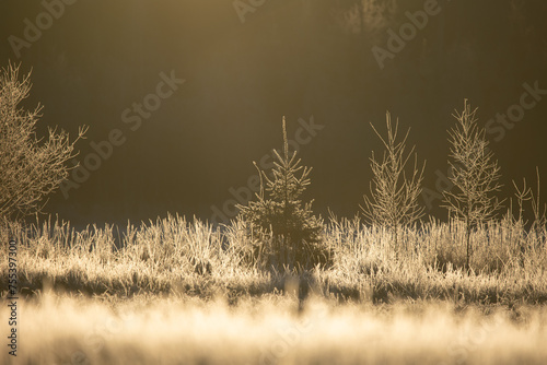 A beautiful young fir tree ner the forest and meadow during early winter sunrise.  Colorful landscape of Northern Europe. photo