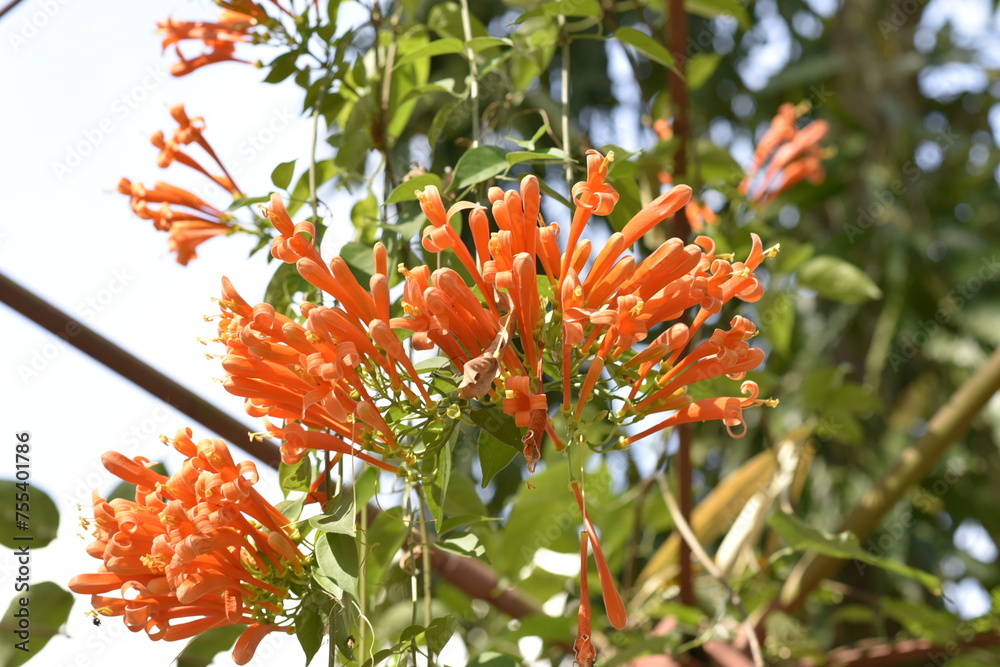 Glorious orange trumpet flowers, with green leaves on a blurred background in the park. Glorious orange trumpet flowers, with green leaves on a blurred background in the park.