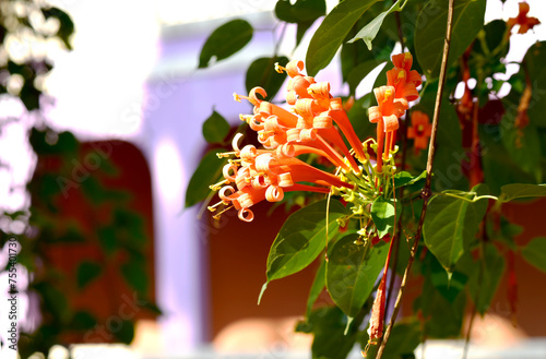 Glorious orange trumpet flowers, with green leaves on a blurred background in the park.