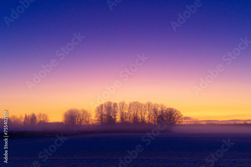 A beautiful tree silhouette against morning sky in early winter. Seasonal landscape of Northern Europe.