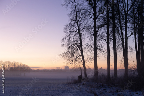 A beautiful tree silhouette against morning sky in early winter. Seasonal landscape of Northern Europe.