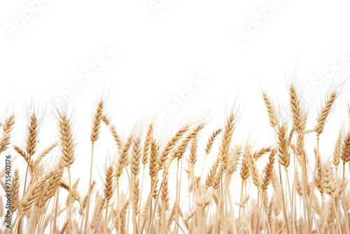 horizontal image of wheat field over a white background Generative AI