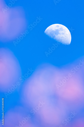 The half-moon shines over a flower garden. © Tanes