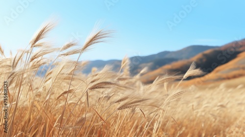 Golden grass hills blowing in the wind against the clear sky. 