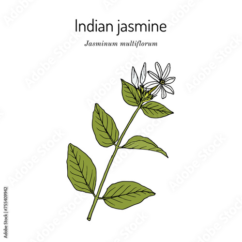 Star jasmine (Jasminum multiflorum), ornamental and medicinal plant