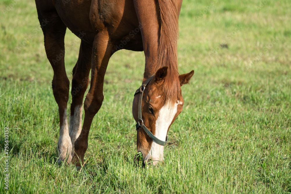 View of the horse grazing on the hill View of the horse grazing on the hill