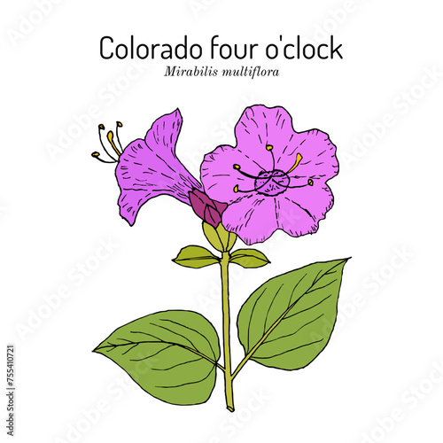 Colorado four o'clock (Mirabilis multiflora), edible and medicinal plant