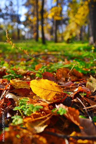 Autumn yellow fallen leaf of a tree on the ground and grass in the park on a blurred background of trees illuminated by bright sunlight. Vertical frame