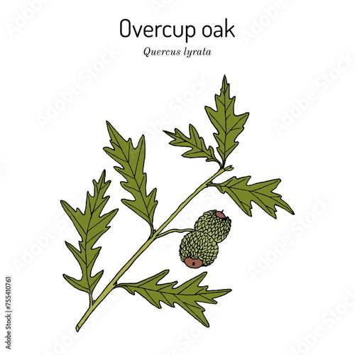 Overcup oak (Quercus lyrata), ornamental and medicinal plant