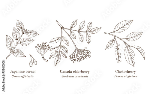 Collection of edible and medicinal plants
