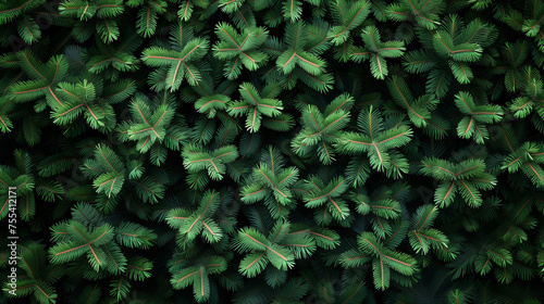 Detailed view of a pine tree branch with green needles displaying its texture and structure. Christmas winter background.