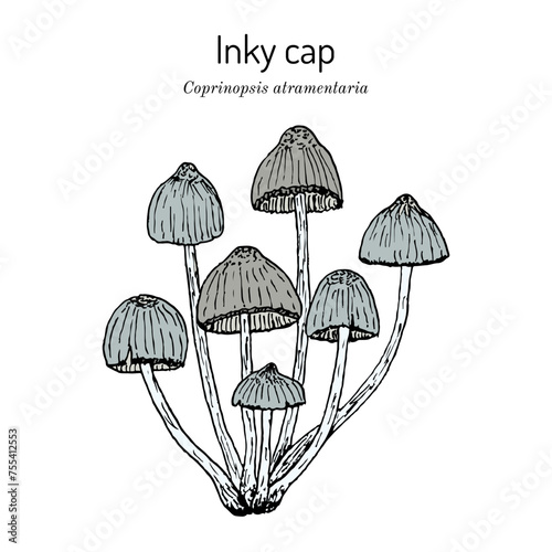 Inky cap or tipplers bane (Coprinopsis atramentaria), edible mushroom. Hand drawn botanical vector illustration.
