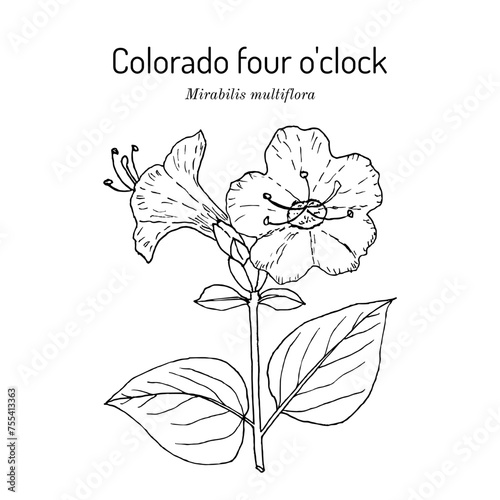 Colorado four o'clock (Mirabilis multiflora), edible and medicinal plant