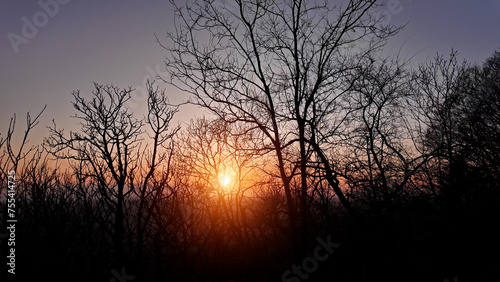 Tree silhouettes in golden hour sunset.