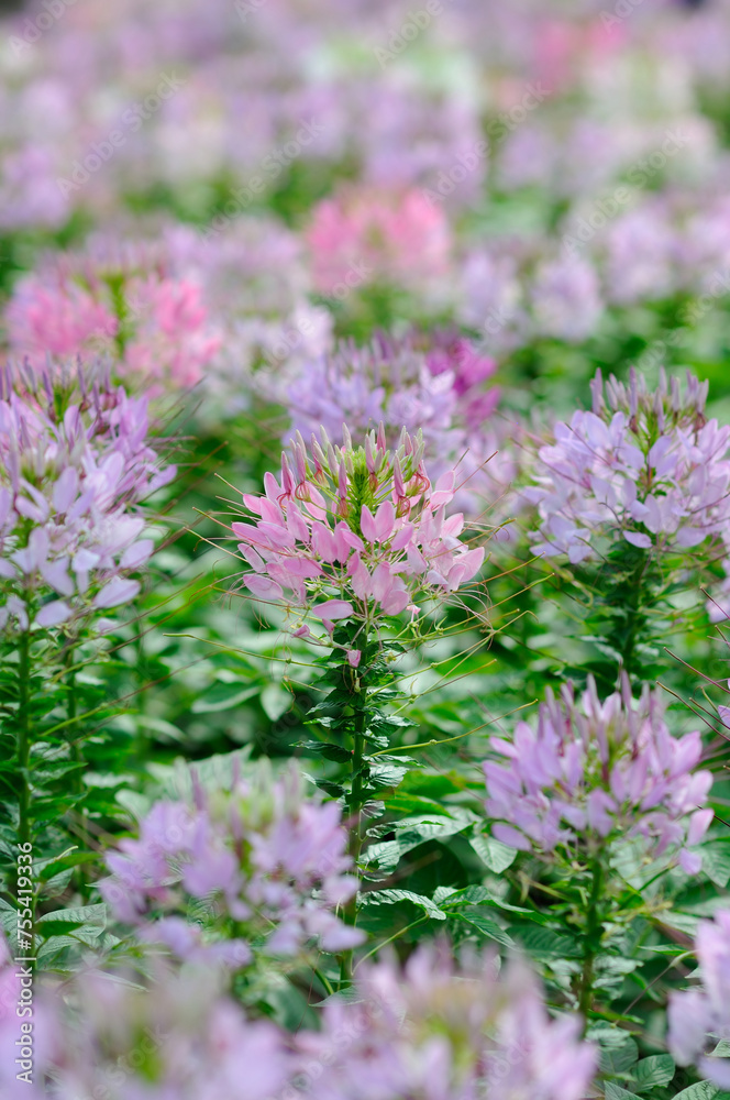 Obraz premium A Lush of Attractive Small Pink and Purple Flowers