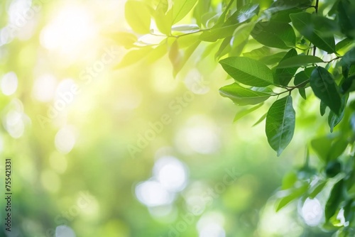 Close-Up of Green Leaf Against a Softly Blurred Forest Backdrop