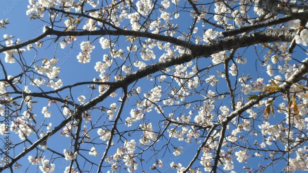 青空の下で静かに揺れる桜の枝
青空の下で静かに揺れる桜の枝