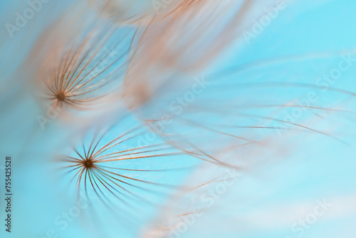 Beautiful dandelion in a forest against the blue sky at sunset. Macro image,