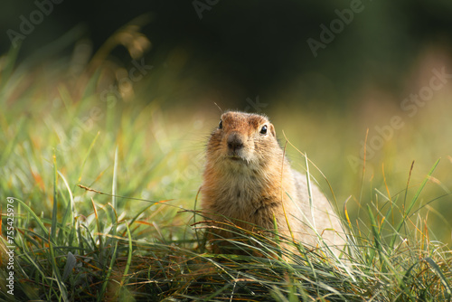 Ground squirrel sitting in the grass near its burrow.. Wildlife of Kamchatka, Russia.