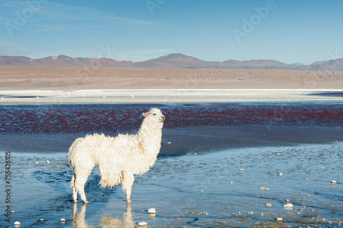 White alpaca on the shore of high-altitude lake Laguna Colorada in Altiplano, Bolivia.