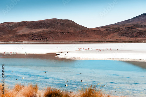 High-altitude lagoon and volcanoes in Altiplano plateau, Bolivia. Pink flamingos in the lagoon.