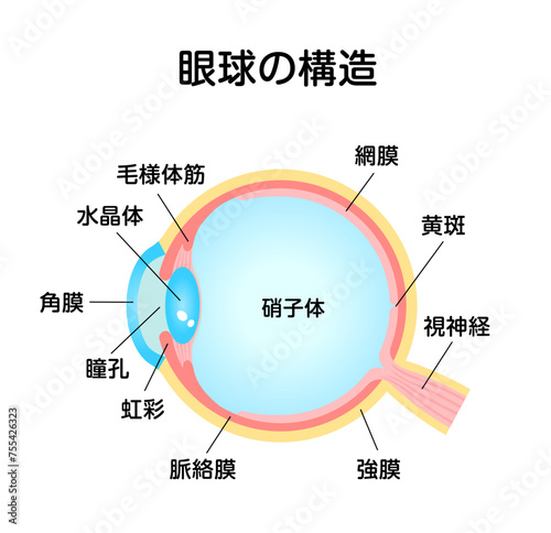 眼球の構造・名称 ベクターイラスト